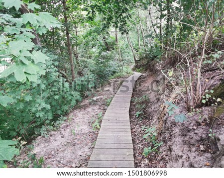 Forest footpath for walking. Around many trees, plants and grass
