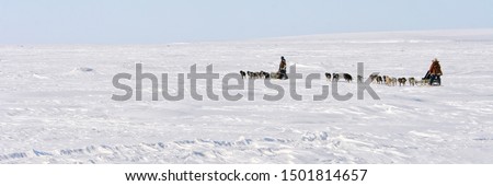 Two dog teams in the Arctic. The mushers on the traditional Chukchi sled. Riding sled dogs. Polar travel and extreme tourism. Amazing experience. Chukotka, Siberia, Far East Russia. Arctic landscape. Royalty-Free Stock Photo #1501814657