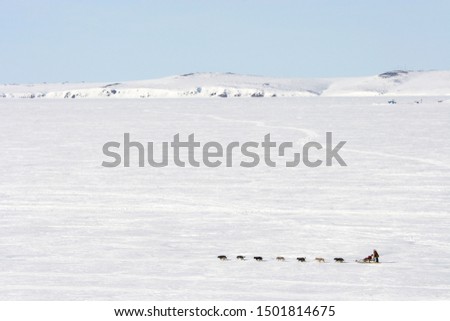 Arctic landscape with a dog sled. Dog team with a sled. A musher in traditional Chukchi fur clothes. Cold snowy May in the far north. Chukotka, Siberia, Far East Russia. Travel and extreme tourism. Royalty-Free Stock Photo #1501814675