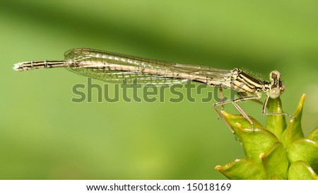 detail of little brown dragonfly female