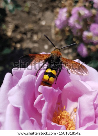 A large bright hornet flies away from a pink rose (top view)