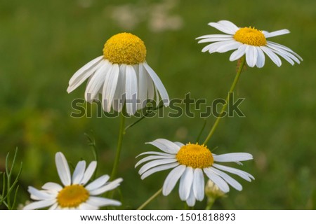 Four daisies with an insect by a flower on a green background