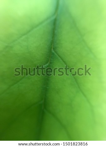 unusual view of green leaves of a tree