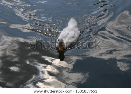 white duck swims in the lake
