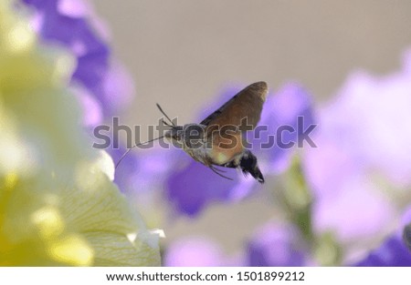 Hummingbird moth feeding on flowers
