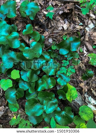 This is a lovely background of Galax (Galax urceolata) with a lovely shiny coating on each leaf. Royalty-Free Stock Photo #1501910306