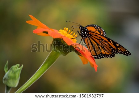Monarch butterfly pollinating flowers in the summer day, soft background Royalty-Free Stock Photo #1501932797
