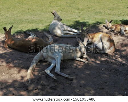 a herd of roo's resting in the shade during the hot west australian summer