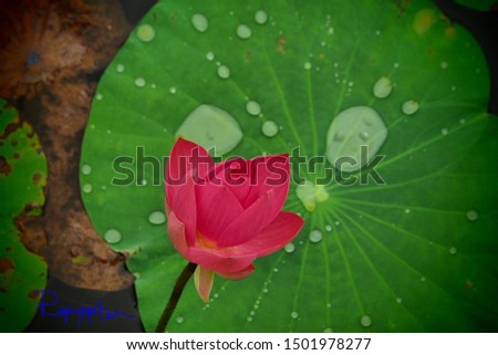 Picture of pink lotus flowers in the middle of the green lotus leaf