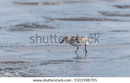 Sandpiper Bird Hunting for Food on a Baltic Sea Beach on a Summer Day