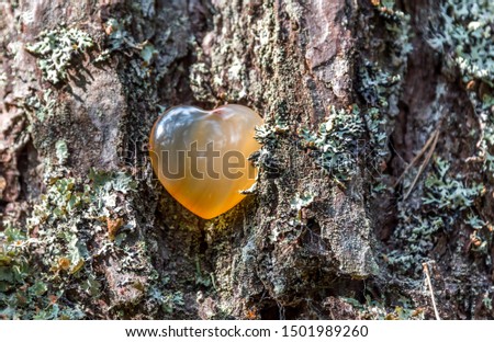 Orange Carnelian Heart on a Tree in a Forest Royalty-Free Stock Photo #1501989260