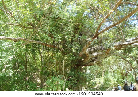 Tree foliage in the forest