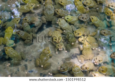 Adult frogs in farm pond for breeding and sell