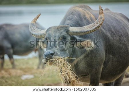 Buffalo  find food in the meadow at Chiang Rai, Thailand