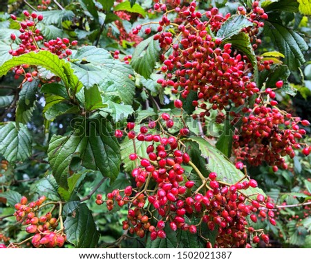 Red fruits of Wayfaring tree with green leaves background. The other names of this plant is known as Viburnum Latana, Cottonner, Mealy quelder rose, Wayfarer, Hoarwithy