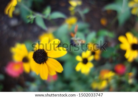 
Rudbeckia Takao flowers in the flower bed.