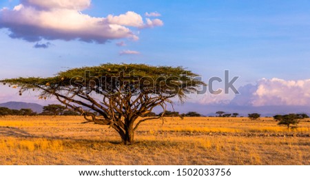 nature, landscape and african wilderness,  acacia tree  Royalty-Free Stock Photo #1502033756