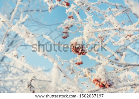 Beautiful landscape with Rowan berries and branches in frost in winter at dawn. Shining cold in the winter Park. Christmas background