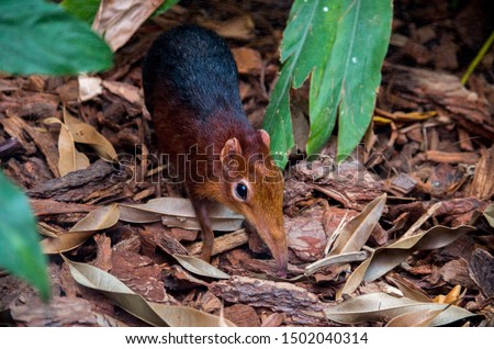 The black and rufous elephant shrew, (Rhynchocyon petersi) the black and rufous sengi, or the Zanj elephant shrew is one of the 17 species of elephant shrew found only in Africa. Royalty-Free Stock Photo #1502040314