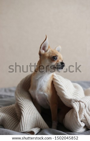 Cute chihuahua dog on a bed