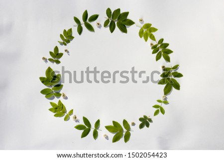 Circle of green leaves of wild rose on a white background. For design of summer background, green frame for text, decorative elements. Top view image.  Royalty-Free Stock Photo #1502054423