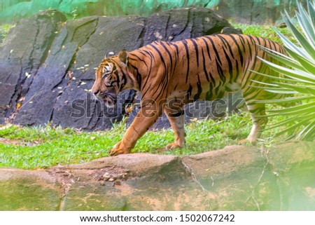A portrait of a magnificent Malayan tiger