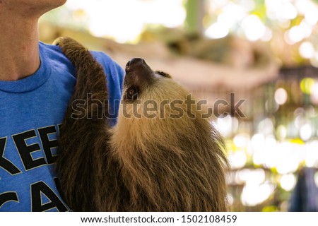 Closeup of a two toed sloth being held by a man in a sanctuary in Costa Rica. Beautiful Bokeh background