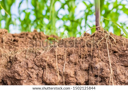 Macro root of young corn in field and texture of soil. Environment concept Royalty-Free Stock Photo #1502125844