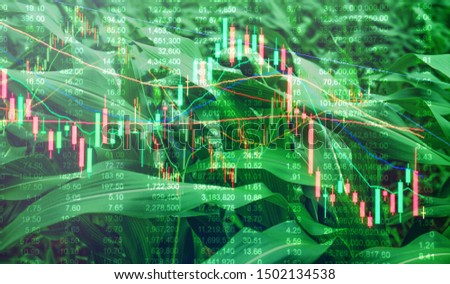 Double exposure Corn crop field season, stock trading technical price chart with volatility. Agricultural and commodities e-commerce online trading, food wholesale, future trading market concept Royalty-Free Stock Photo #1502134538