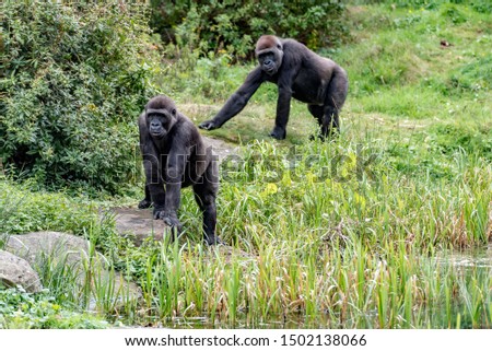two gorilla are watching the leader