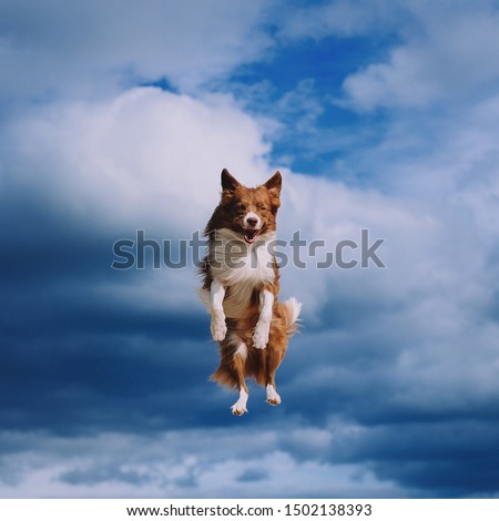 Dog is jumping on sky with clouds background Royalty-Free Stock Photo #1502138393