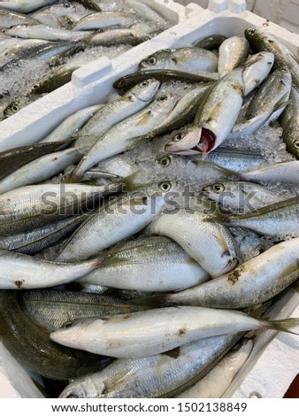 Group of fresh fish in basket