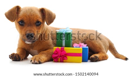 Puppy with gifts isolated on a white background.