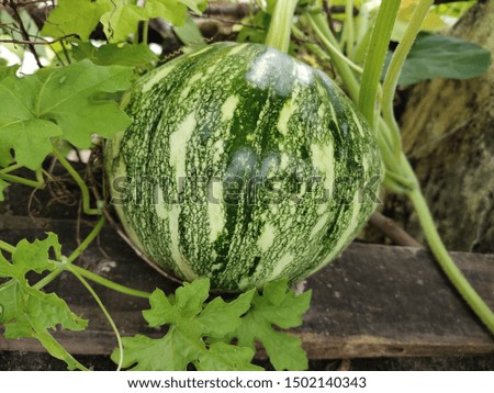 A very beautiful nature gifts green vegetables,  pumpkin in India very bright green looking awesome and delicious in. taste, healthy food for living beings 