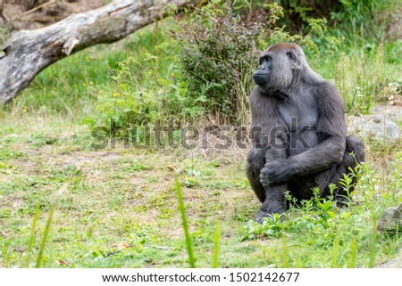 Gorilla crunches on his arm and looks aside