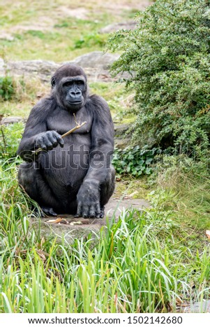 gorilla with a branch in his hand