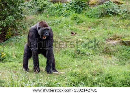 gorilla is shouting at the leader