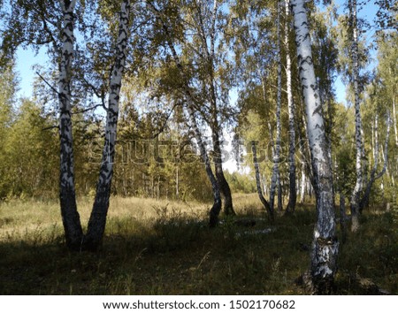 birch trees grove nature autumn outdoor 