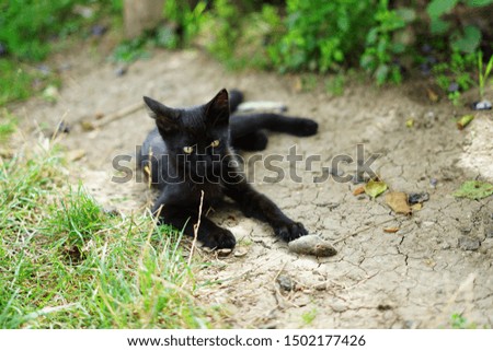 Black cat or kitten just catched small mouse in garden