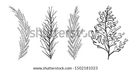 Set of sprigs of conifers black outline on a white background