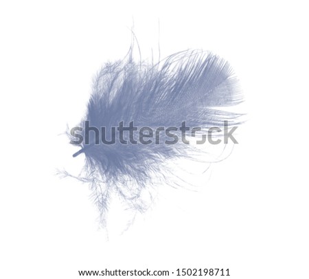 Beautiful  violet - blue slatecolors tone feather isolated on white background