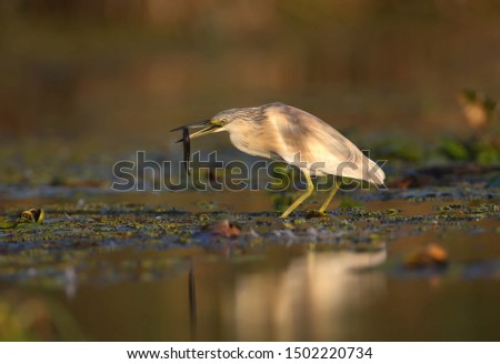 squacco heron (Ardeola ralloides) in the winter plumage filmed in soft morning light. Keeps in its beak caught prey - a large loach. Unusual angle and close-up photo