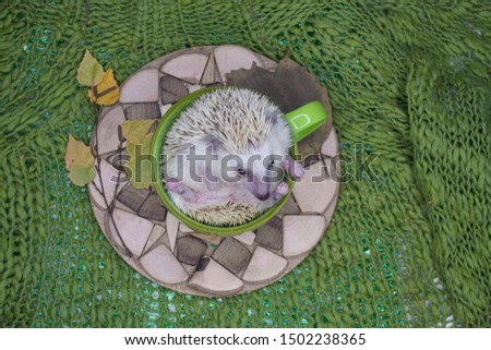 The concept of comfort. A small hedgehog lies in a big green mug. Decorative rodents closeup