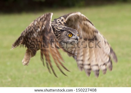 Eagle Owl in flight