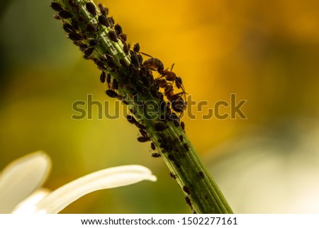 Ants and aphids on a flower stalk 