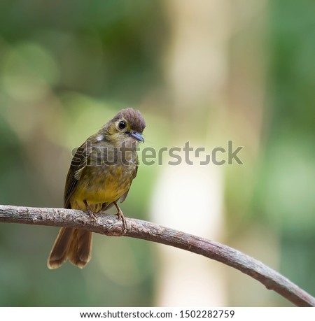 ID : The hairy-backed bulbul (Tricholestes criniger) is a songbird species in the bulbul family. Capture in animal centuary at Bukit Rengit Pahang