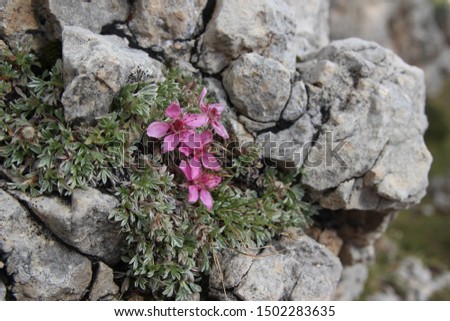Pink flowers on a rock in the Italian Alps