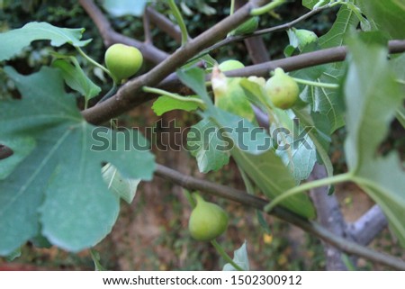 Image with ripe fig fruit