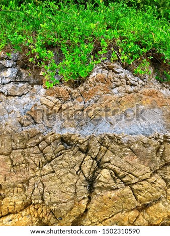 Abstract texture of natural rocks and trees background at the coast,Fantastic texture stones on tropical beach.Nature composition.
