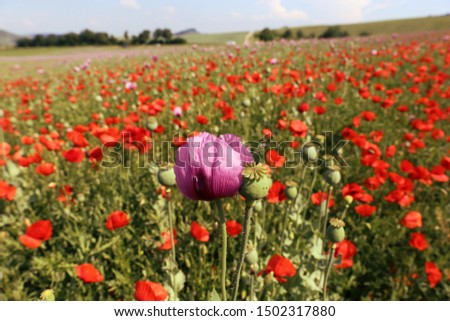 Poppy field in beautiful landscape near Heilbronn